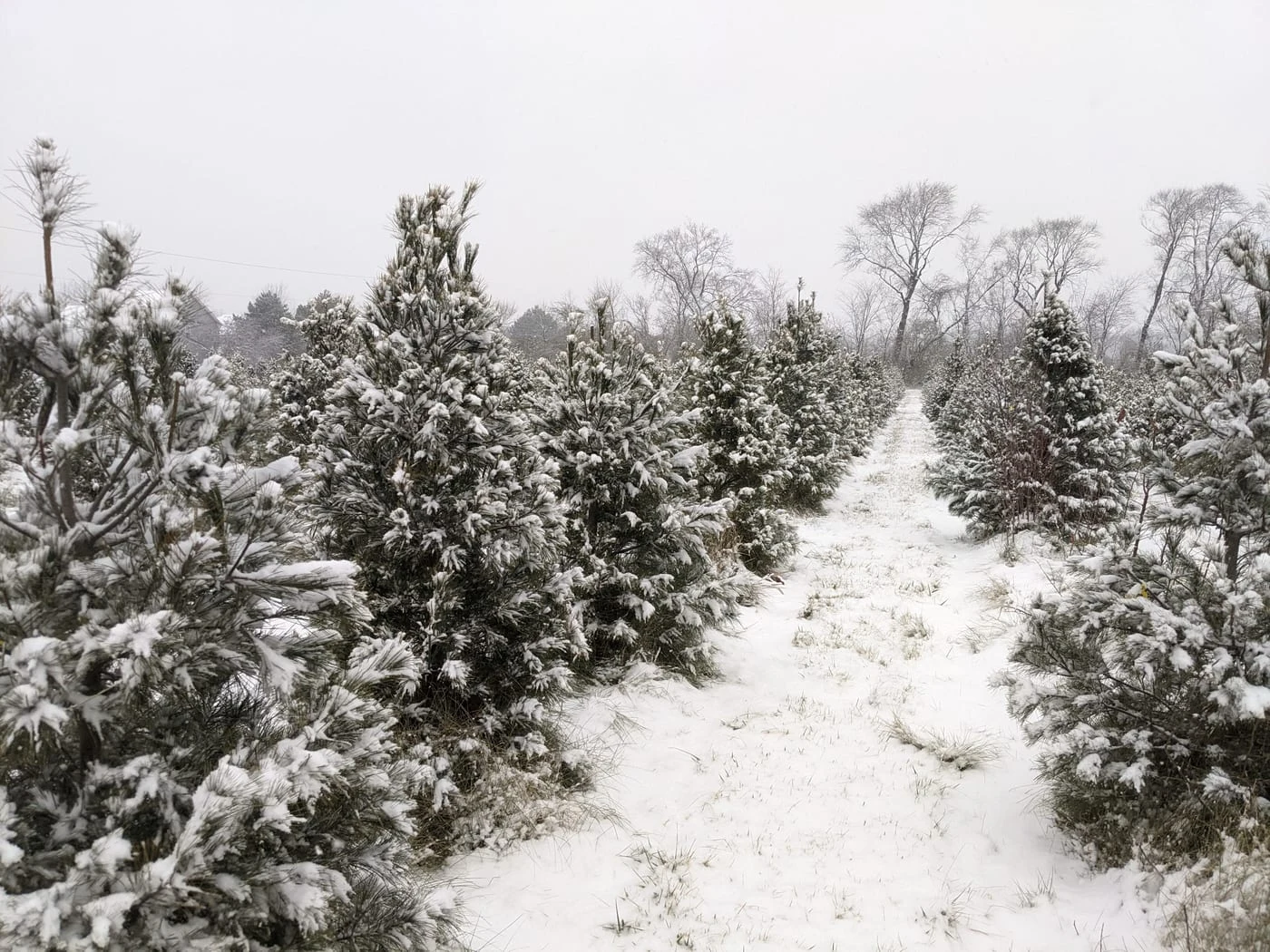 Snow-covered Christmas tree rows at Abbey Farms