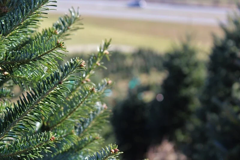 Fir branches with tree fields beyond at Appalachian Christmas Mountain Farms