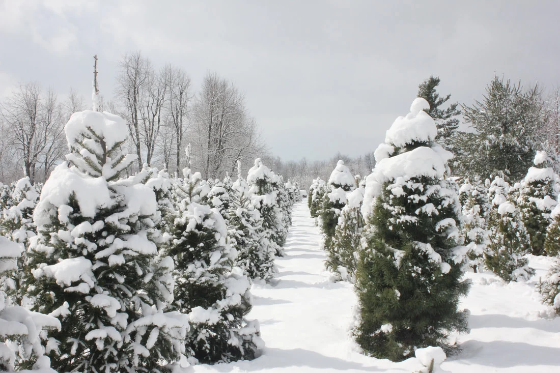 Evergreen rows and an open lane covered in snow at Barker’s Christmas Tree Farm