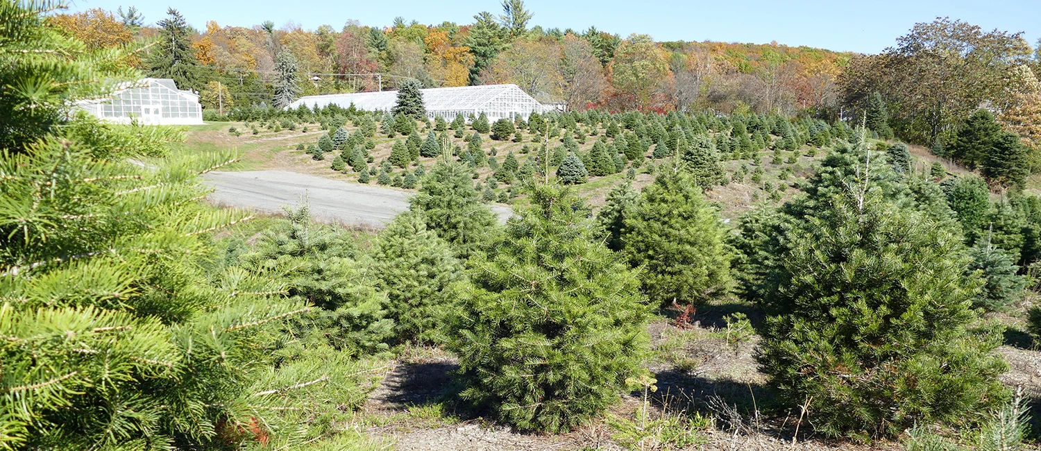 Christmas trees growing beside the greenhouses at Battenfeld Farm.