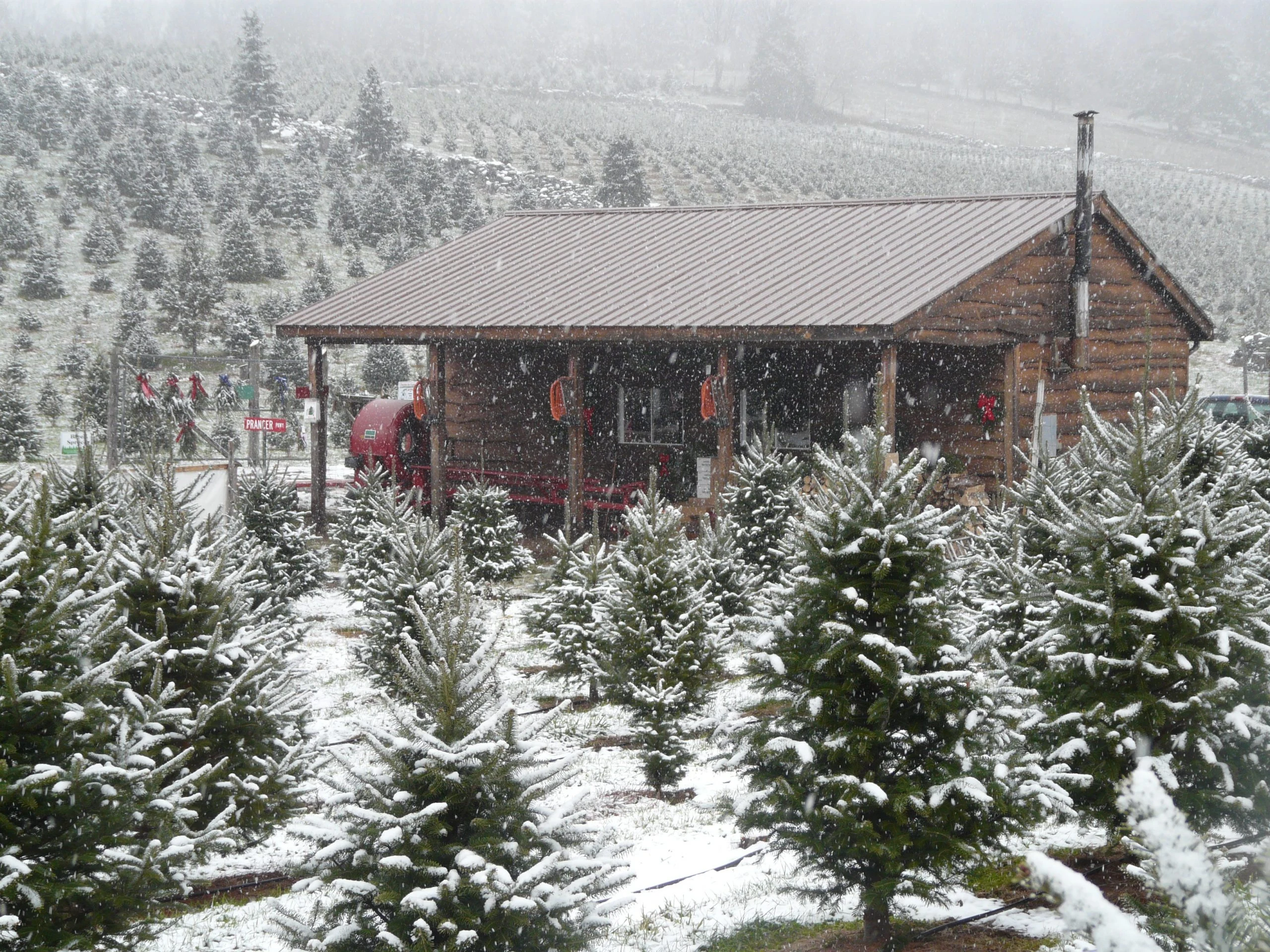 Snow falling over Christmas trees and the wooden barn at Bell’s.