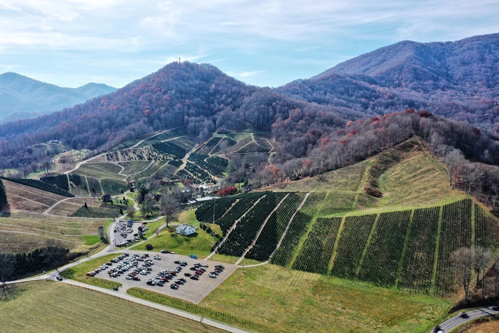 Tree fields and mountain slopes at Boyd Mountain