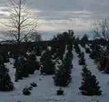 Snow-covered tree rows at Camelot Christmas Tree Farm