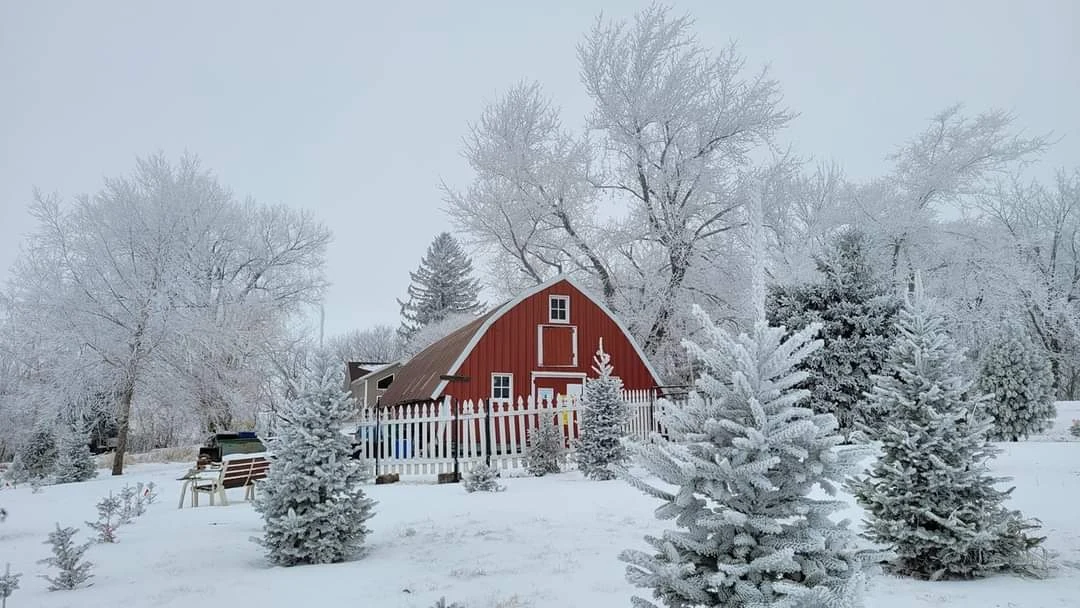 Carlson’s red barn surrounded by snow-covered evergreens