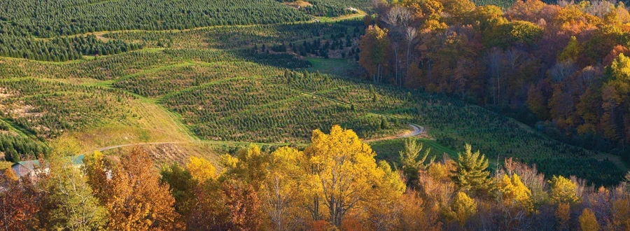 Tree fields in autumn at Cartner’s Christmas Tree Farm