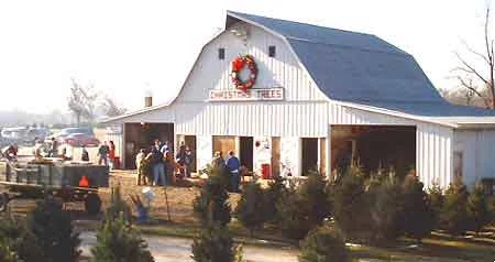 Customers and Christmas trees beside Daniken Tree Farm’s barn