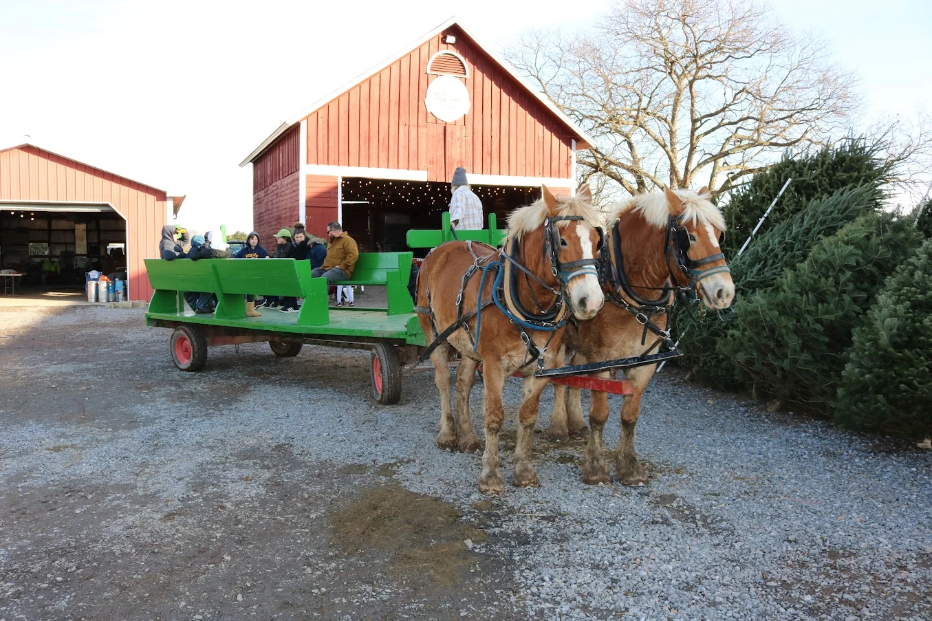 Two horses pull a green passenger wagon beside the red barns at Elizabeth Farms.