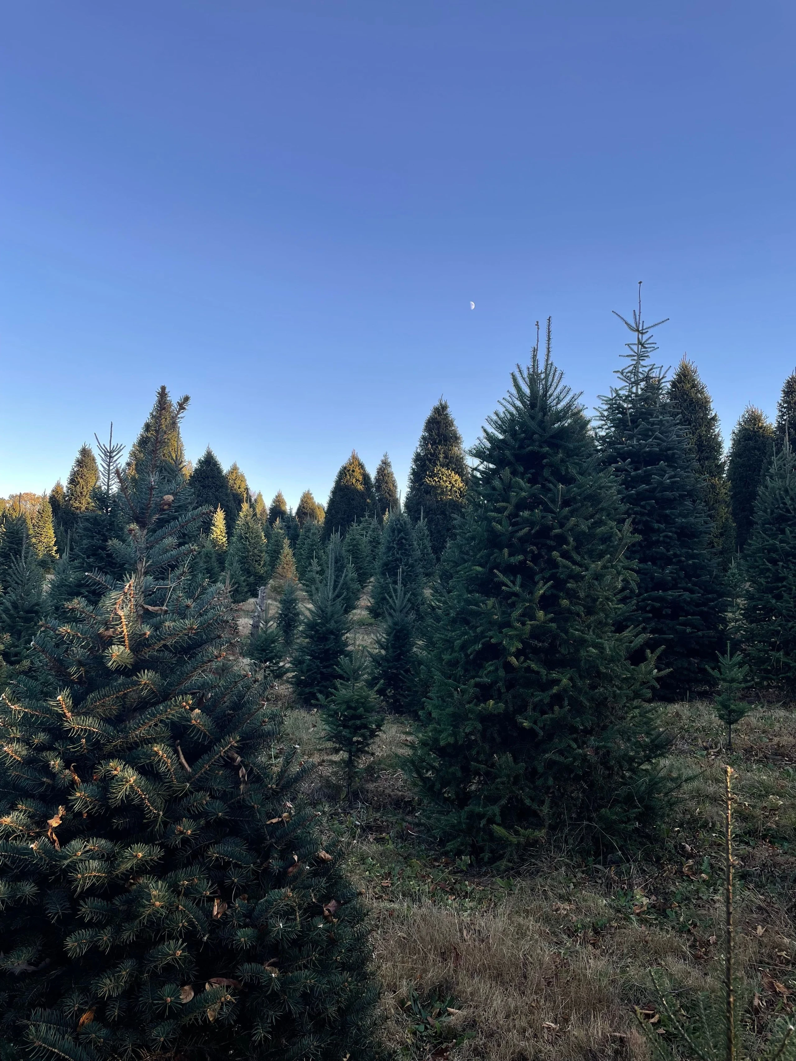 Rows of Christmas trees in Elwood’s field beneath a blue sky.