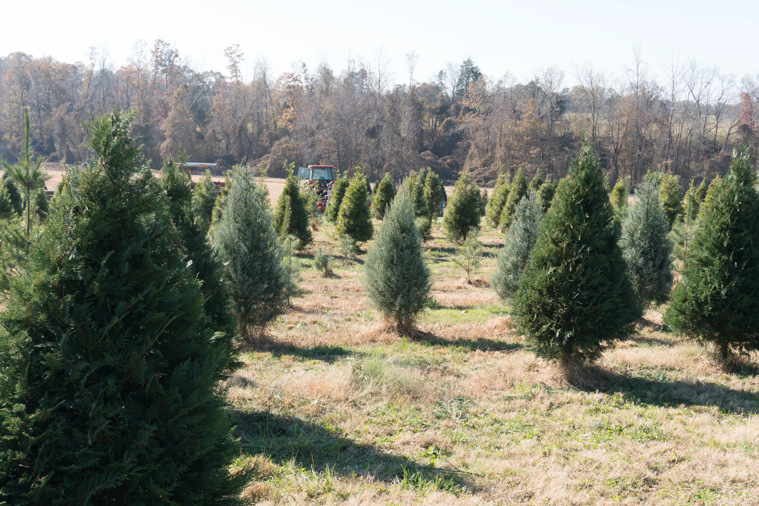 Rows of Christmas trees at Falcon Ridge Farm.