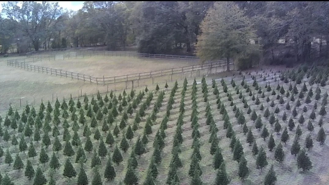 Tree fields at A Southern CHRISTmas Tree Farm. Operator cover photograph.