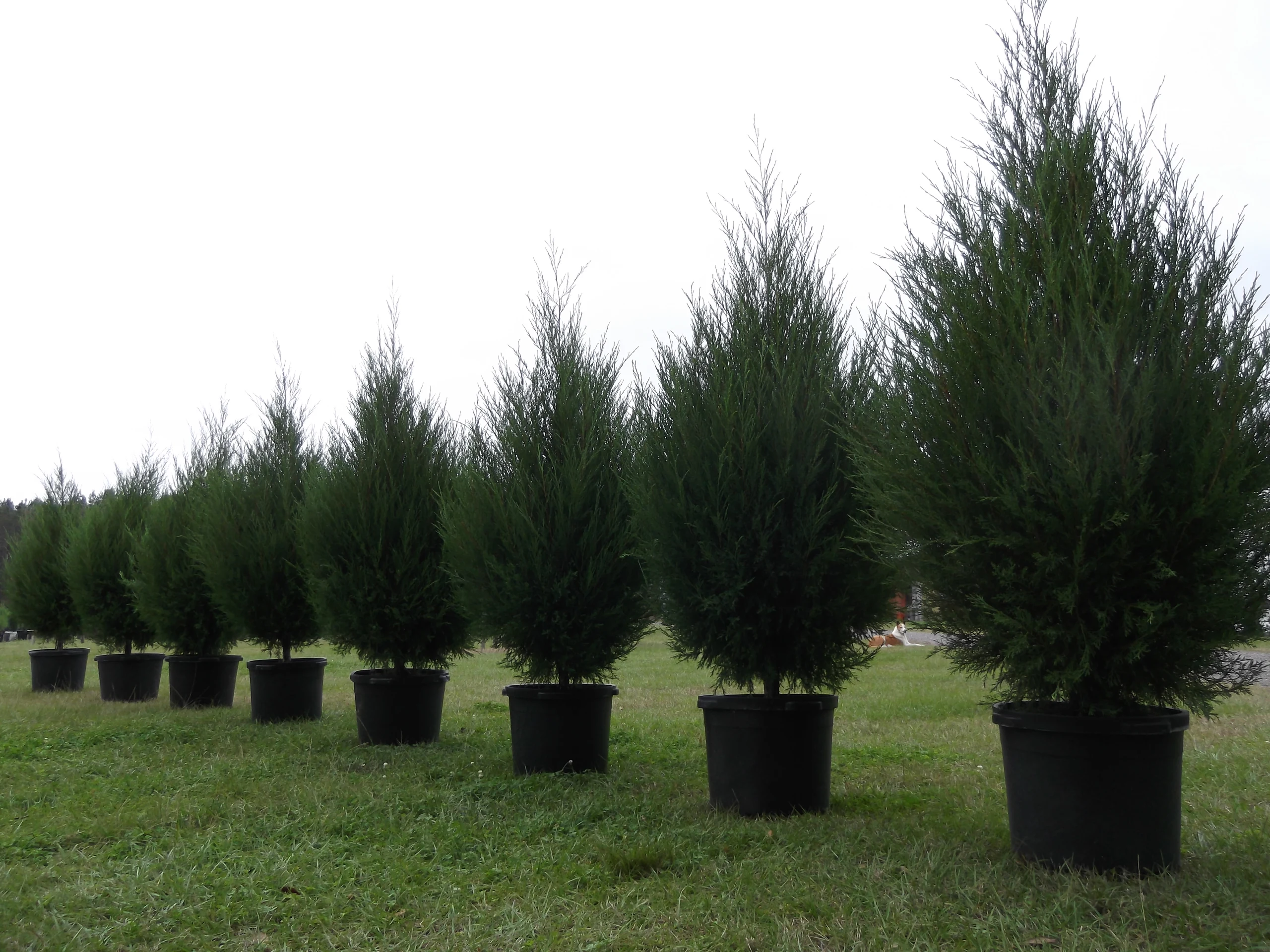 Container-grown trees at BK Cedars.