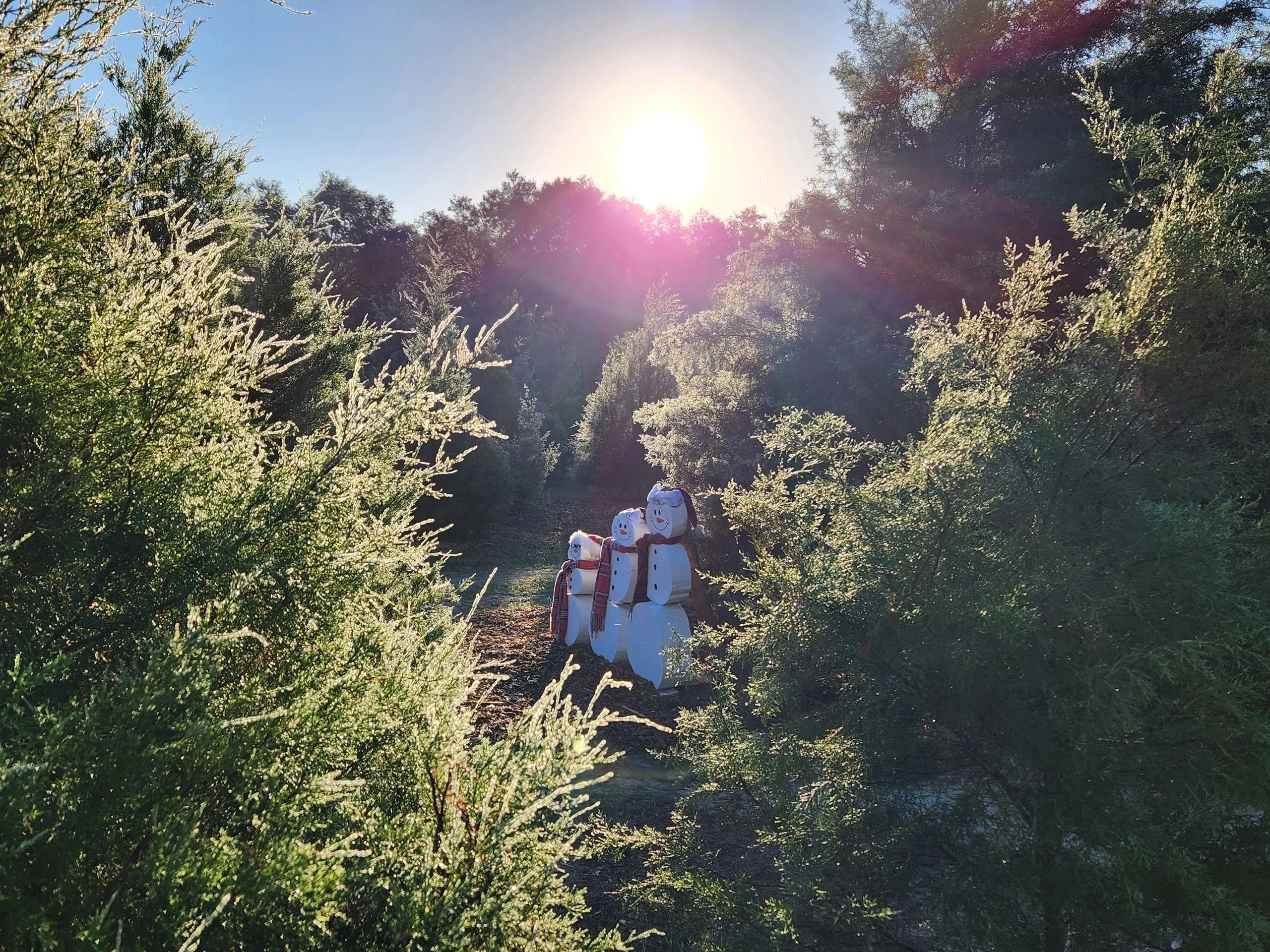Visitors among trees at Blue Acres Christmas Tree Farm.