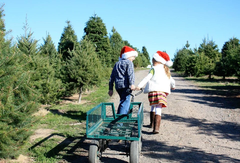 Visitors with a tree and cart at Ergle Christmas Tree Farm.