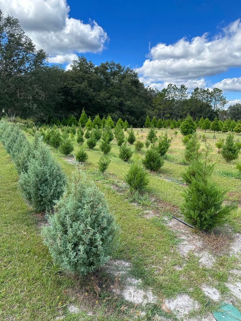 Rows of trees at Gibbs Christmas Tree Farm. Operator profile archive photograph.