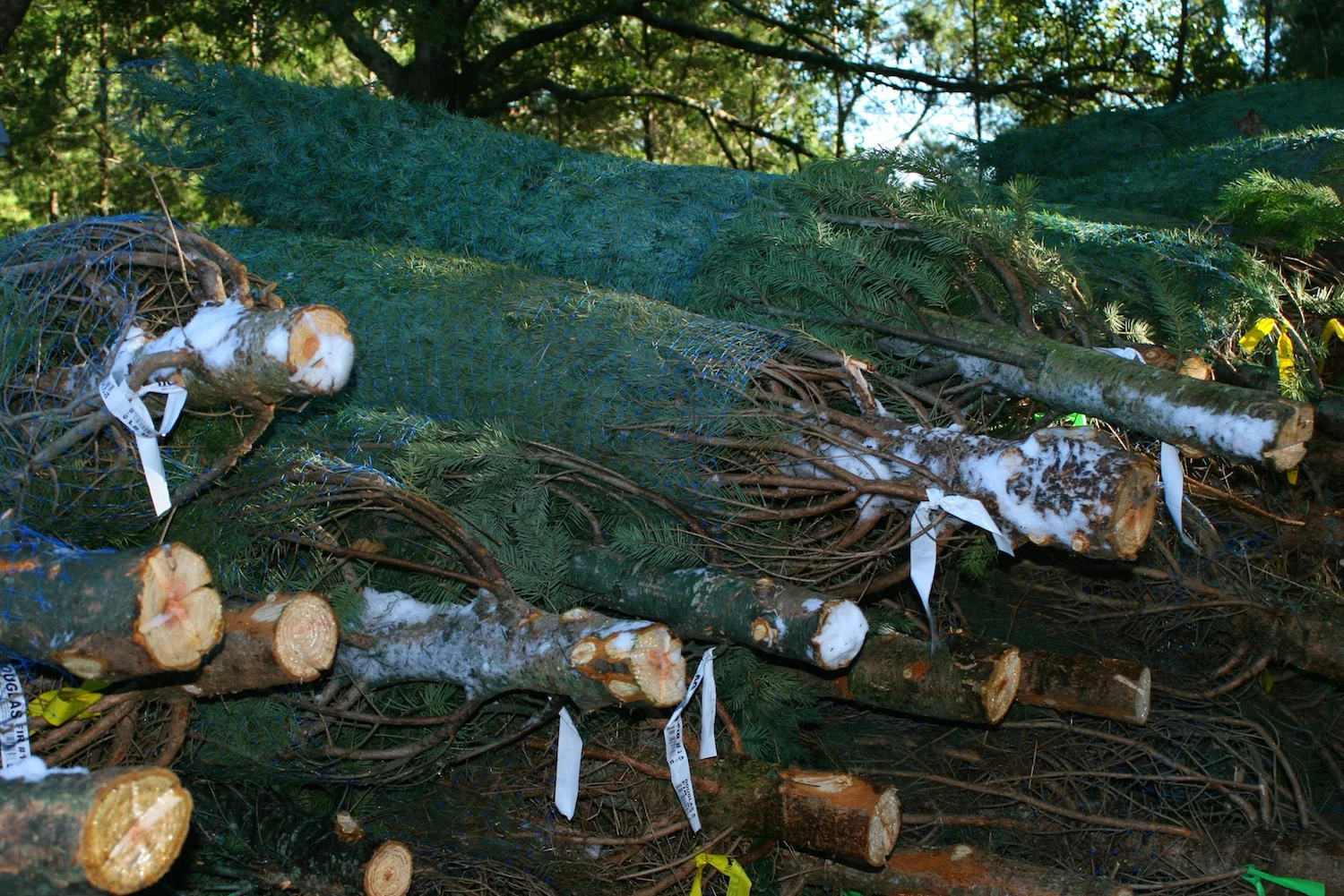 Pre-cut trees being unloaded. Santa’s Christmas Tree Forest operator archive photograph.