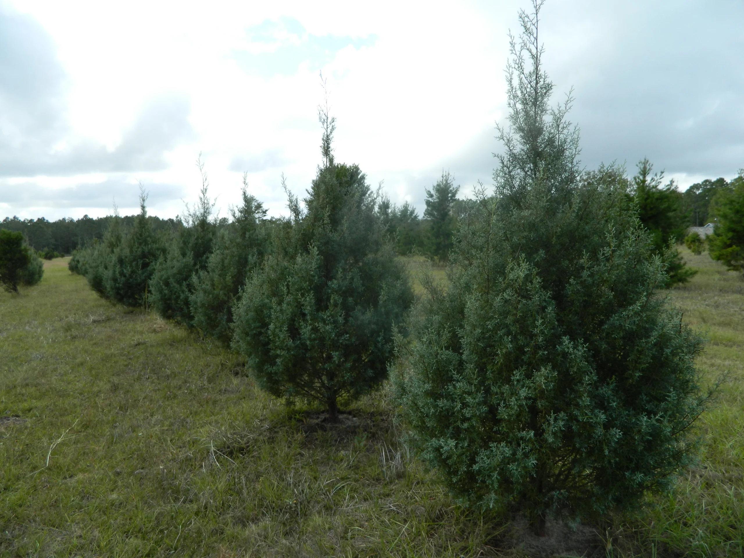 Rows of trees at Songer’s Christmas Tree Farm.