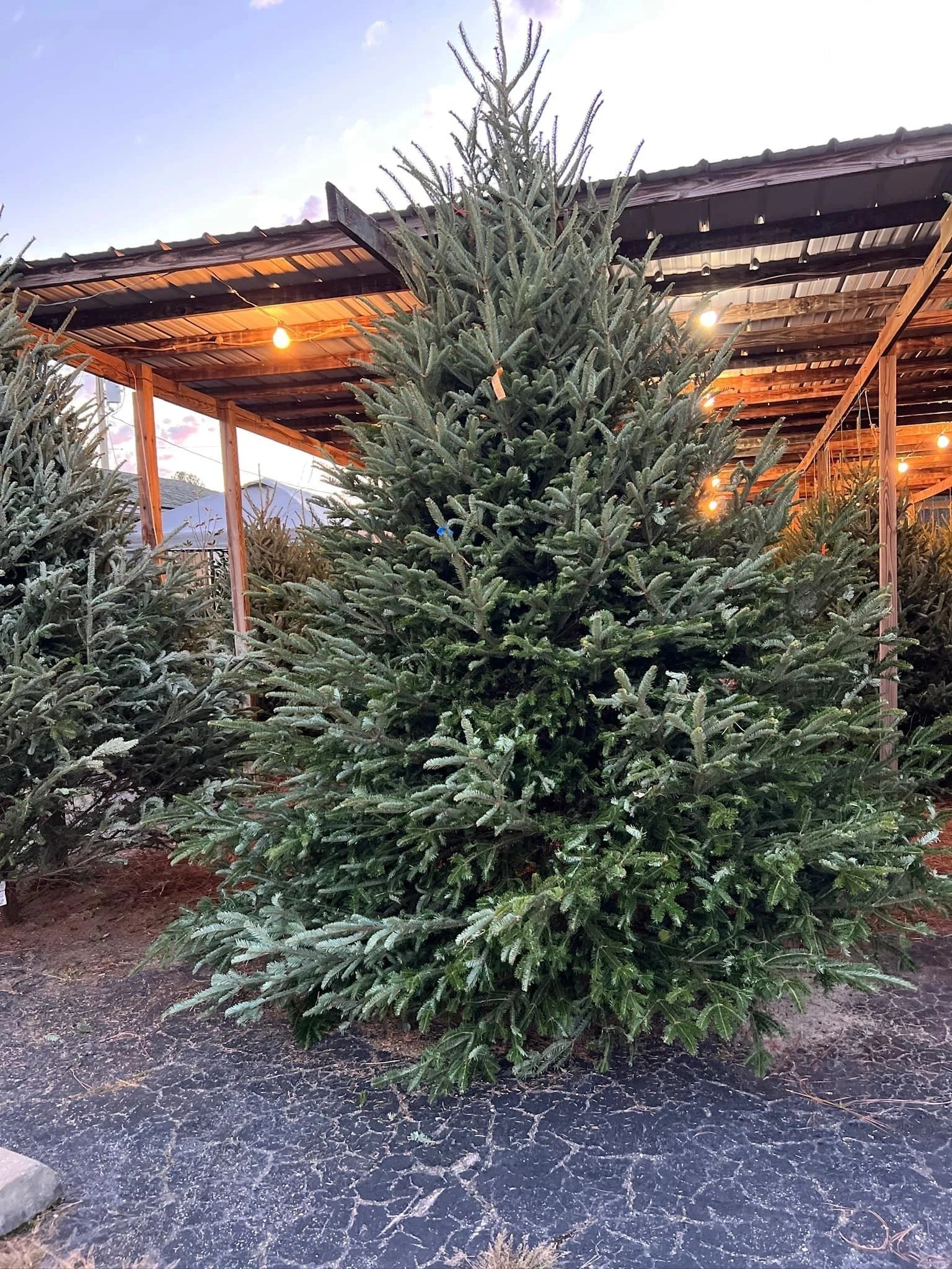 Pre-cut trees displayed at Turner’s Havana Christmas Tree Farm.