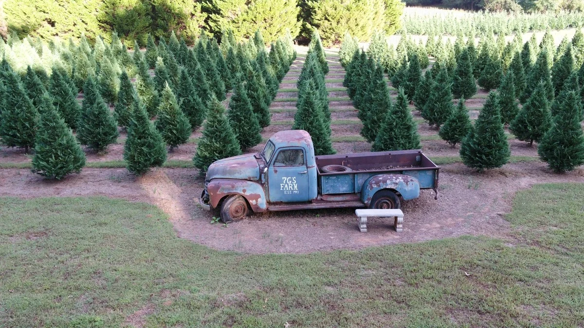 Rows of Christmas trees around an old pickup truck.