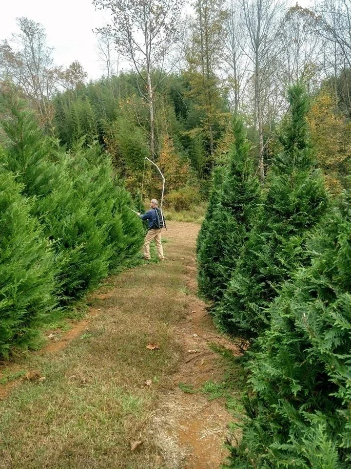 A grassy lane between tall Christmas trees.