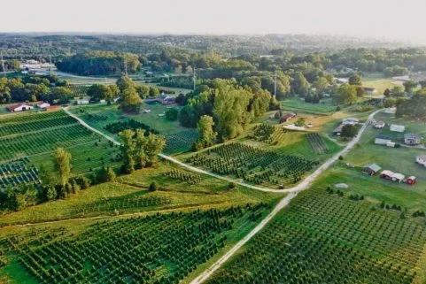Aerial view of tree fields and farm lanes.