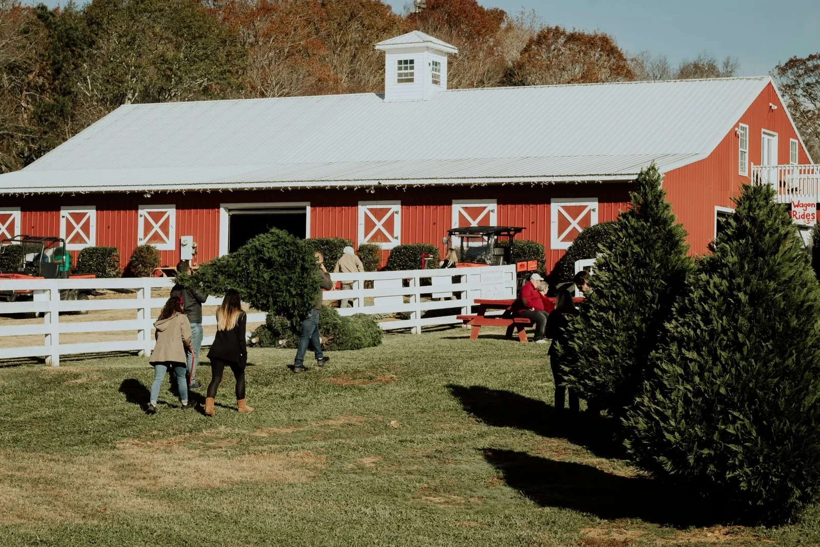 Christmas trees outside the red farm barn.