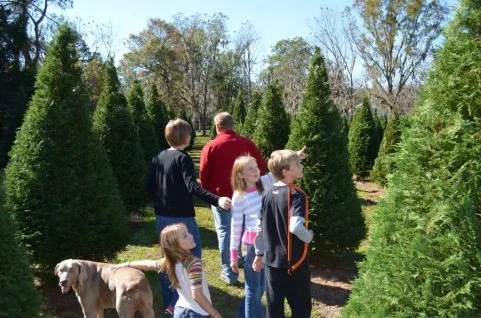 A family and dog among the Christmas trees.