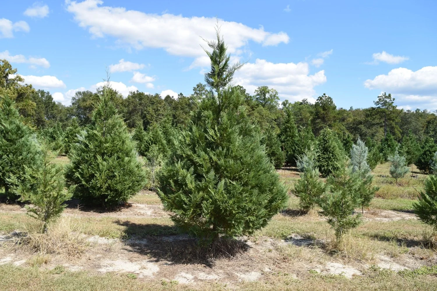 Christmas trees growing in an open field.