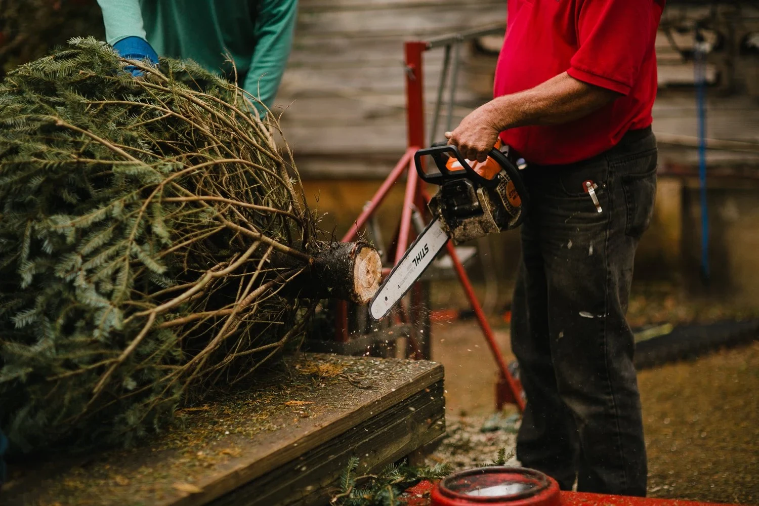 A tree being trimmed for the trip home.
