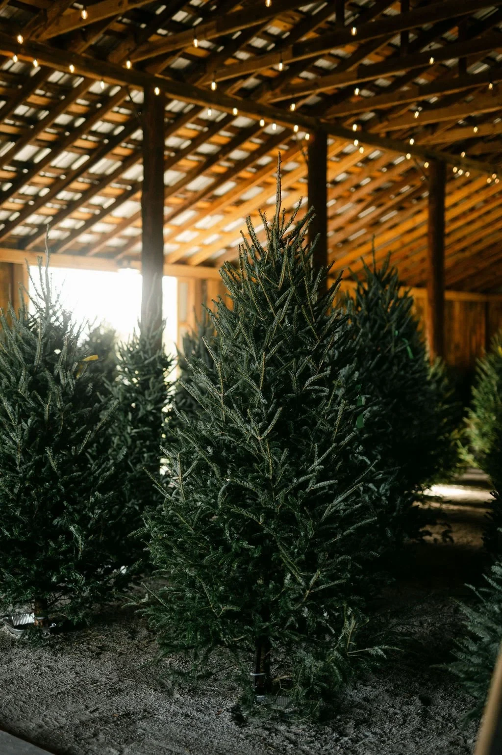 Pre-cut trees displayed inside the barn.