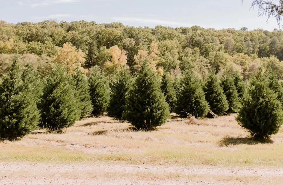 Evergreen rows at Jack’s Creek Farm with a wooded hillside behind them.