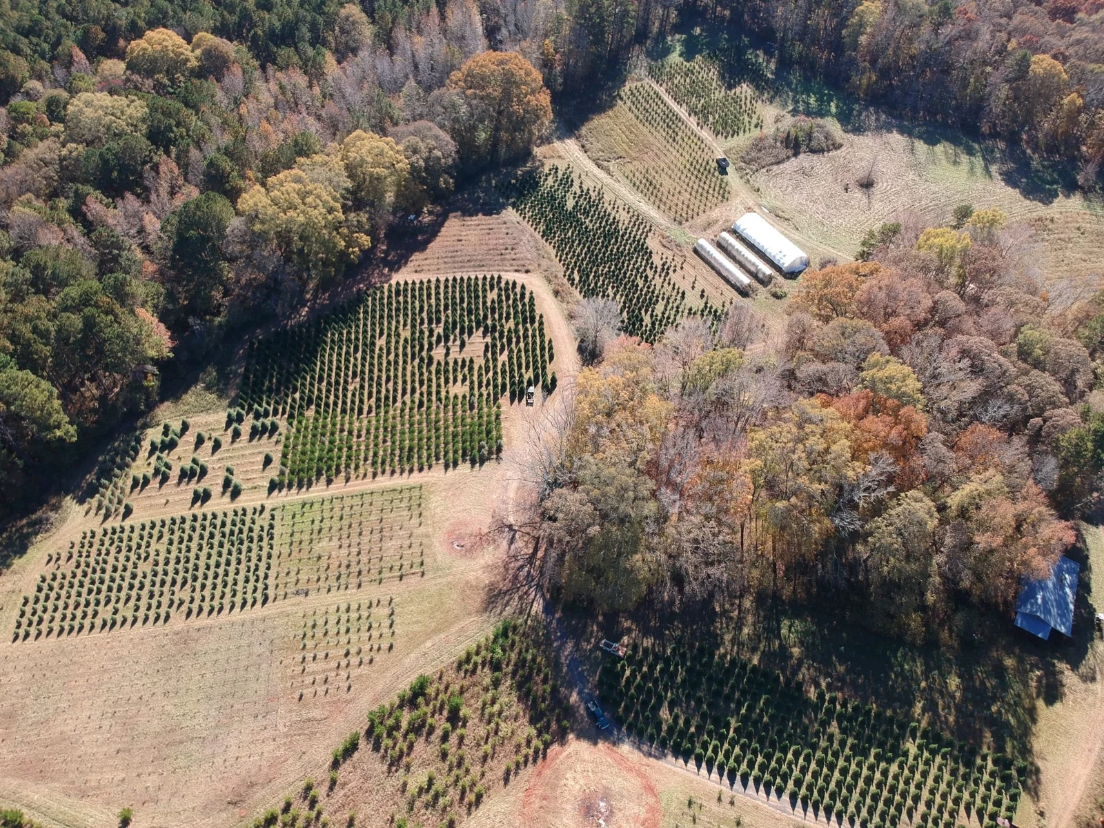 Aerial view of the Christmas tree fields and surrounding woodland at Minter’s Farm.