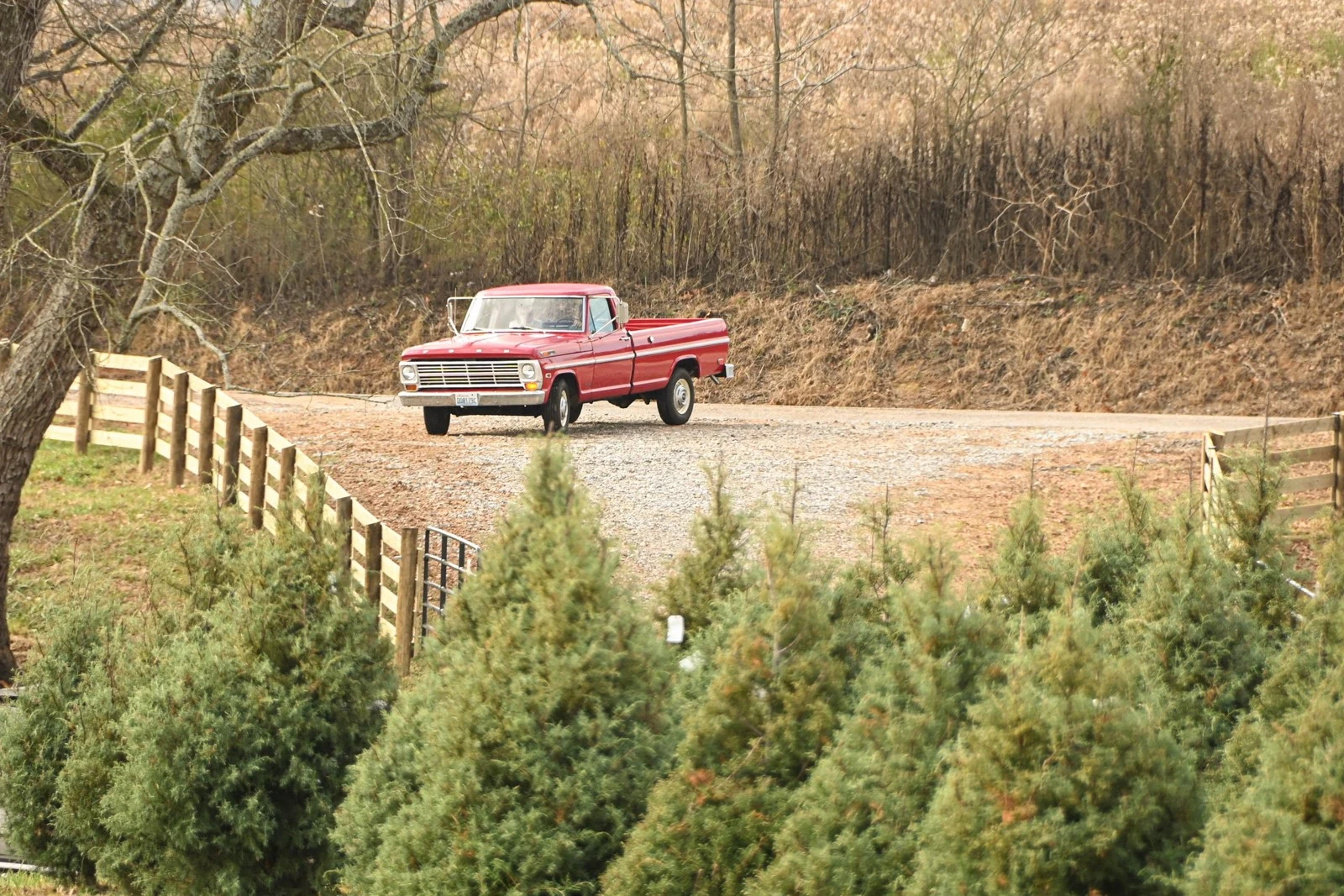 A red vintage pickup beside the fenced Christmas tree rows at Savage Farms.