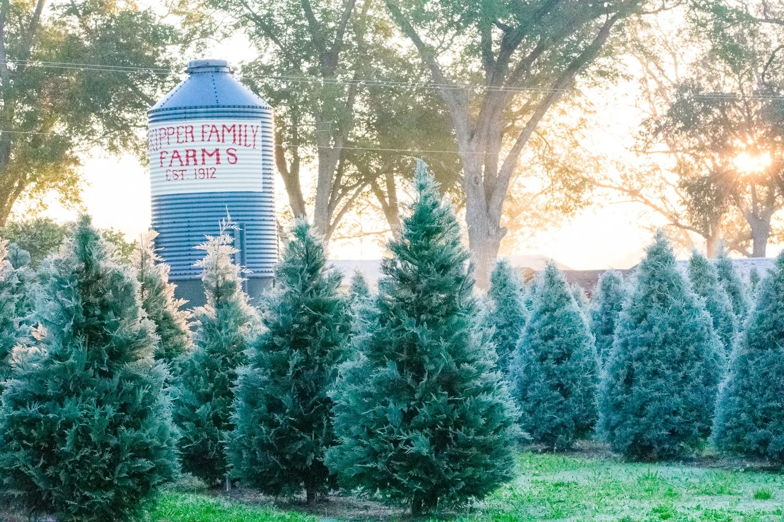 Cypress trees beside the Skipper Family Farms grain bin.