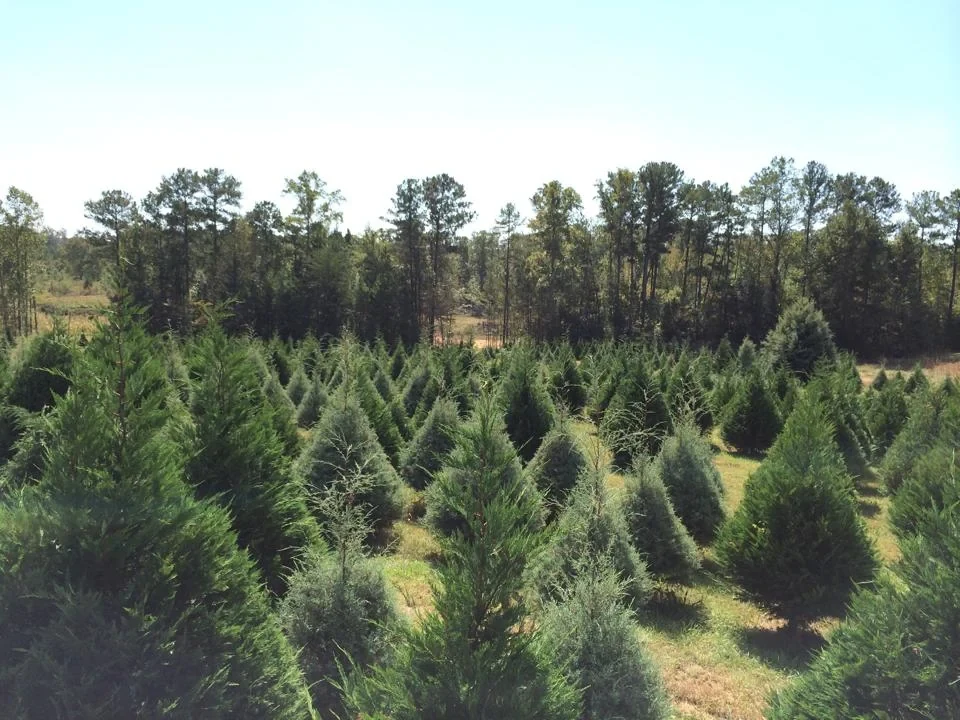 Christmas trees growing in the Sleepy Hollow field.