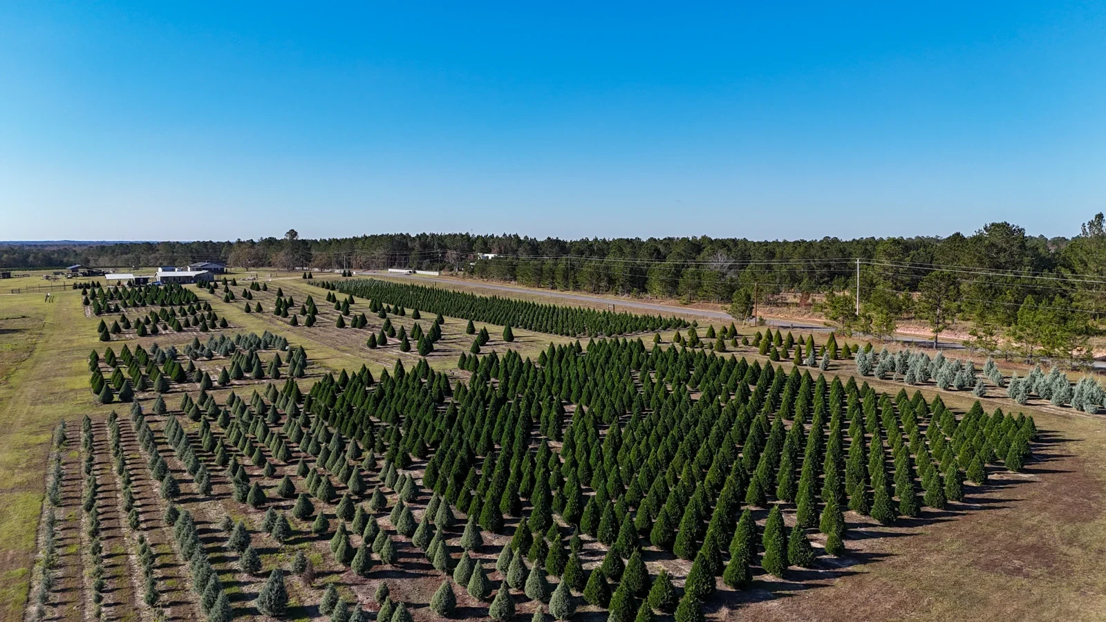 Rows of Christmas trees at Southern Cypress.