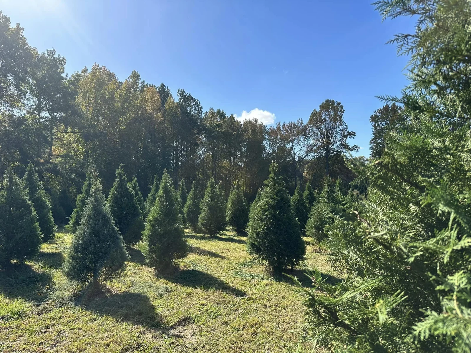 Rows of trees in the Thompson’s Christmas Tree Farm field.