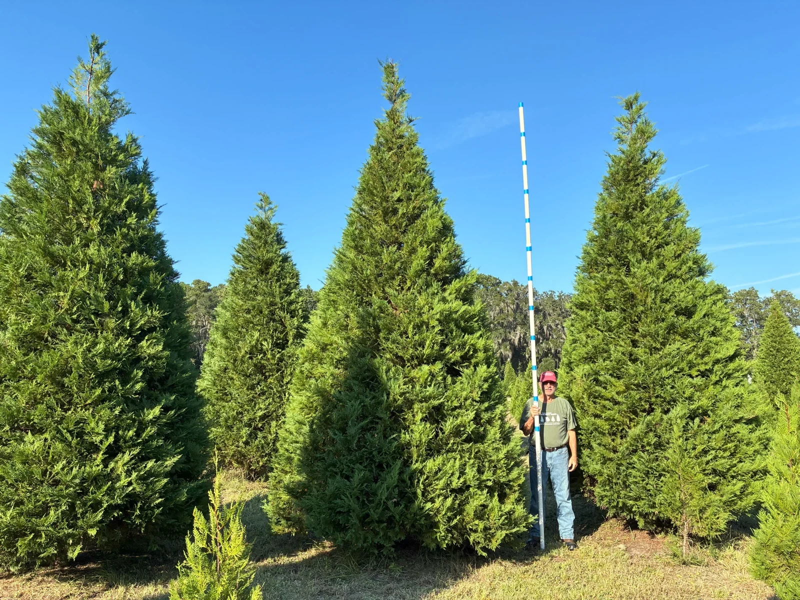 Tall field-grown trees at Webster’s Christmas Tree Farm.