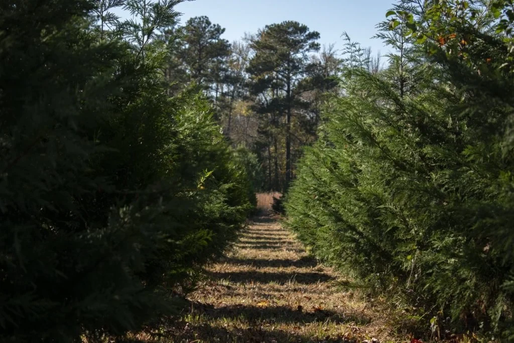 A path between trees at Worthington Tree Farm.