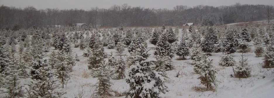 Rows of snowy Christmas trees at Grandpa’s Christmas Tree Farm