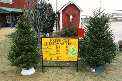 Pre-cut Christmas trees outside the red barn at Hardy’s Reindeer Ranch