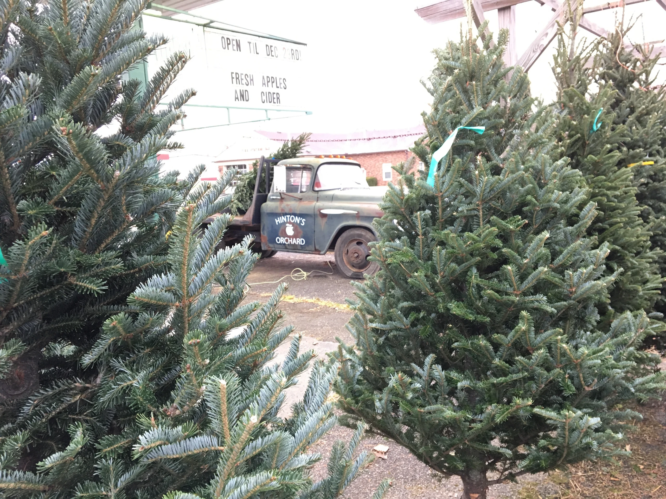 Christmas trees around a vintage truck bearing Hinton’s Orchard and Farm Market’s logo