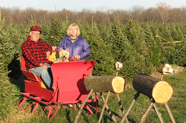 Visitors in a red sleigh among Christmas trees at Cassens.