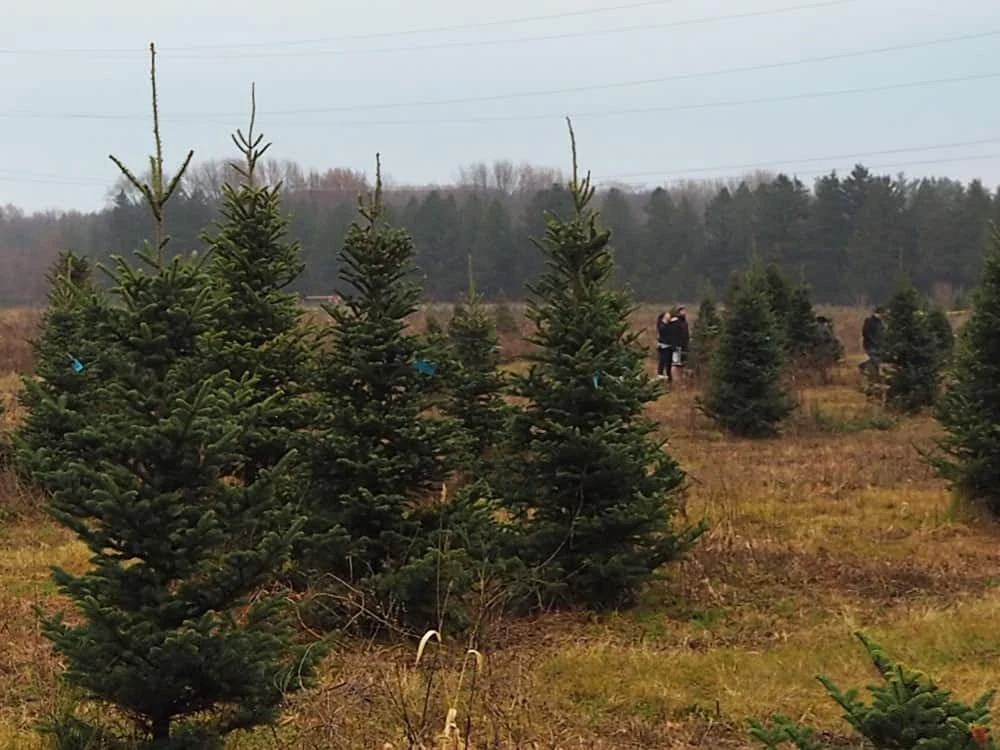 Christmas trees growing in Hensler’s field.