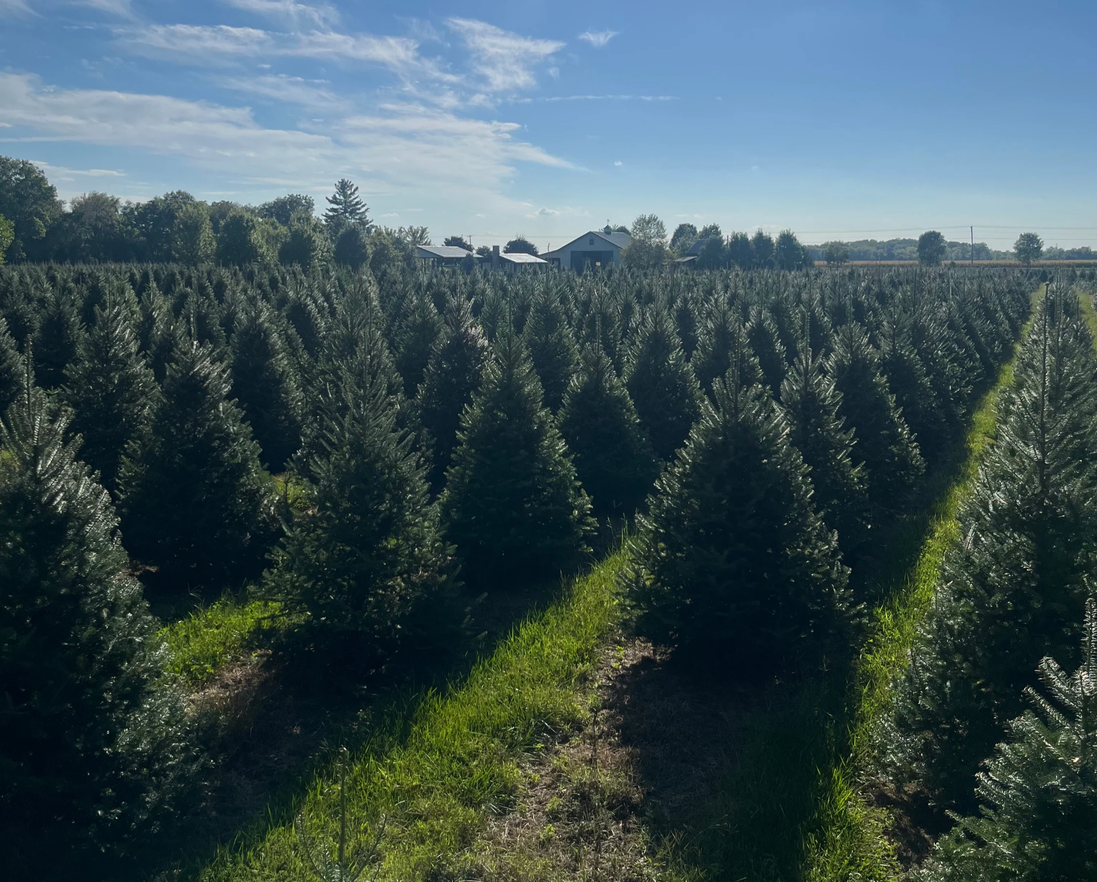 Rows of Christmas trees at Sambol’s Tree Farm.