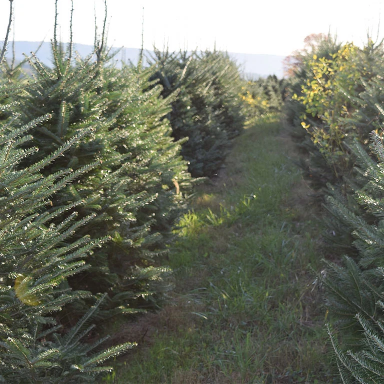 Christmas tree rows at St. Joe Christmas Tree Farm.