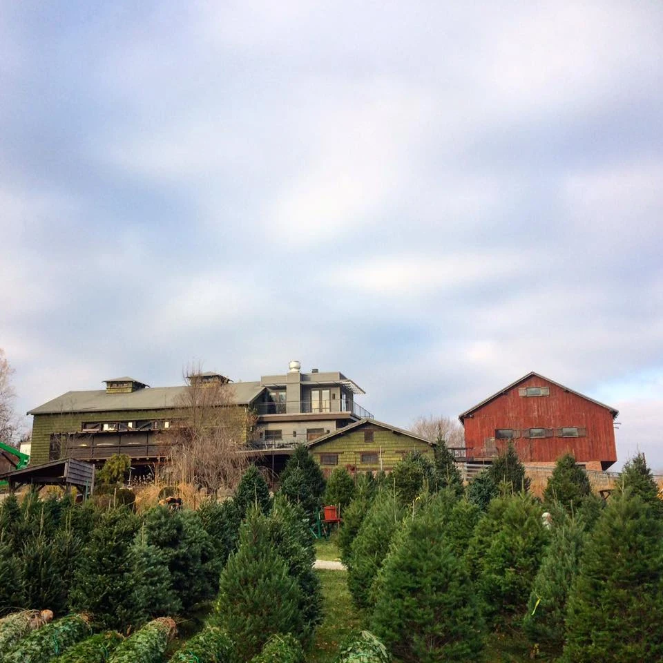 Christmas trees beside the barn at Traders Point Creamery.