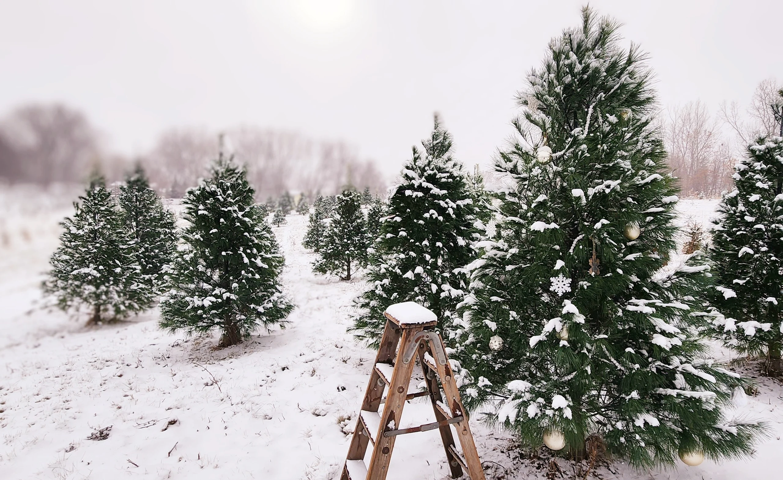 Snow-dusted evergreens in the fields at Jacks Tree Farm