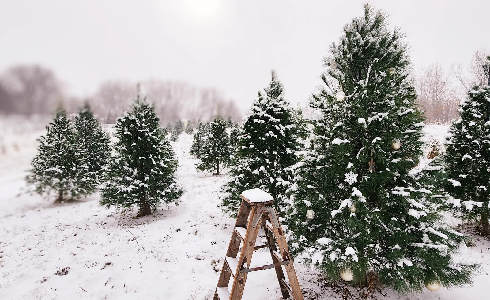 Snow-dusted evergreens in the fields at Jacks Tree Farm
