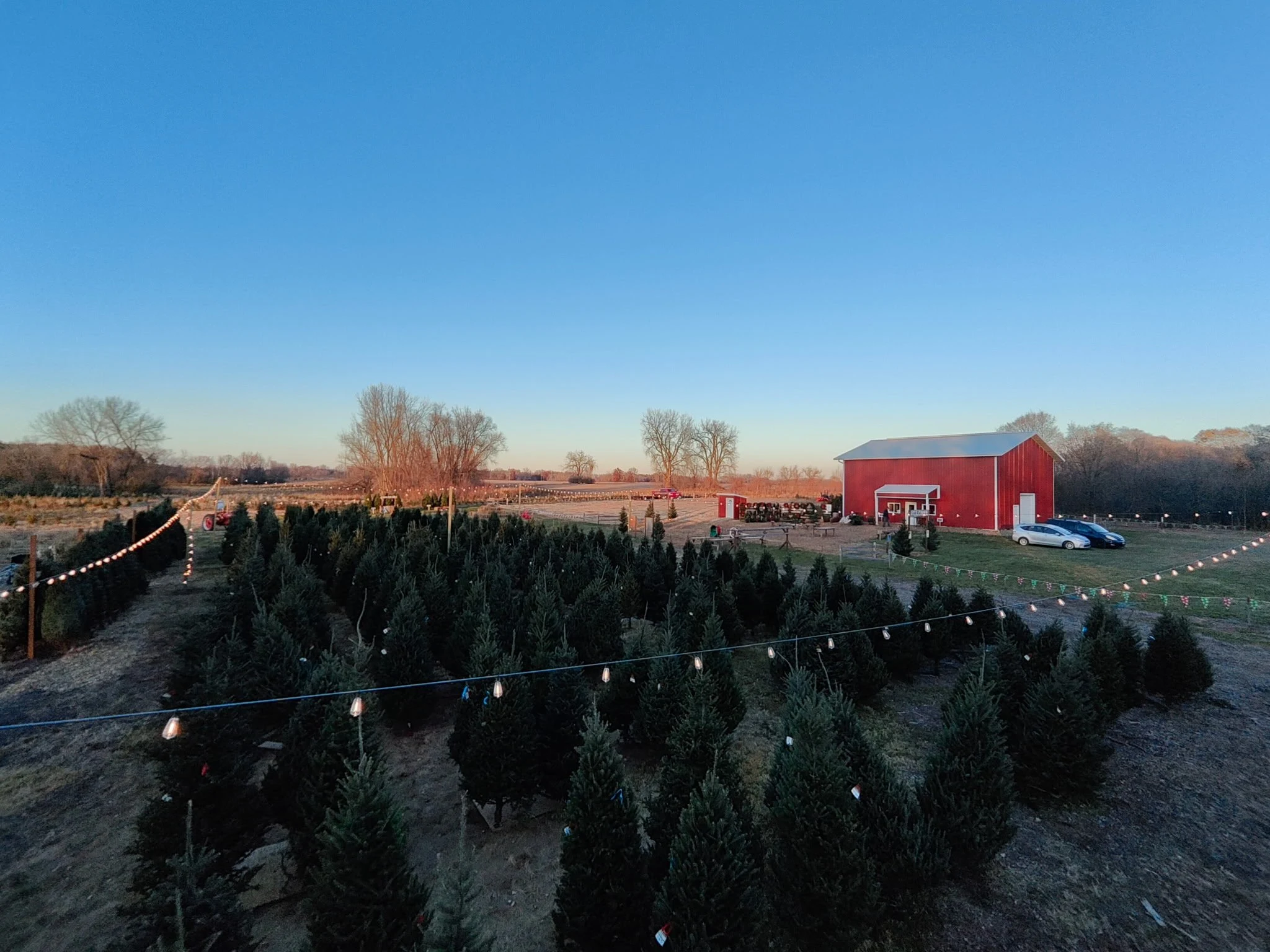 Rows of evergreens and a red building at Kavan Family Christmas Tree Farm