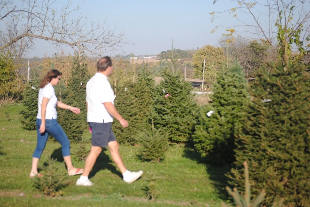 Visitors walking between evergreen trees at Kragel